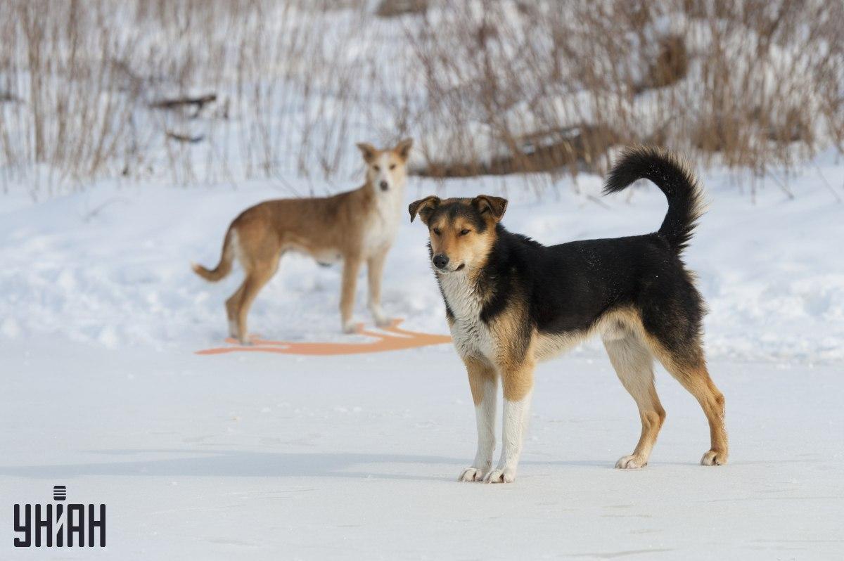 Jeden ze stínů je na obrázku / koláži s fotografií Moje zobrazen nesprávně.