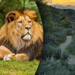 Jen génius by našel lva za 8 vteřin: v náročné záhadě by bylo těžké odhalit dravce. Jen génius by našel lva za 8 vteřin: v náročné