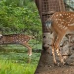 Spletitý optický klam: jen několik jedinců najde dravce a zachrání