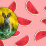 Kde je 5 rozdílů mezi obrázky zajíců a melounů: je